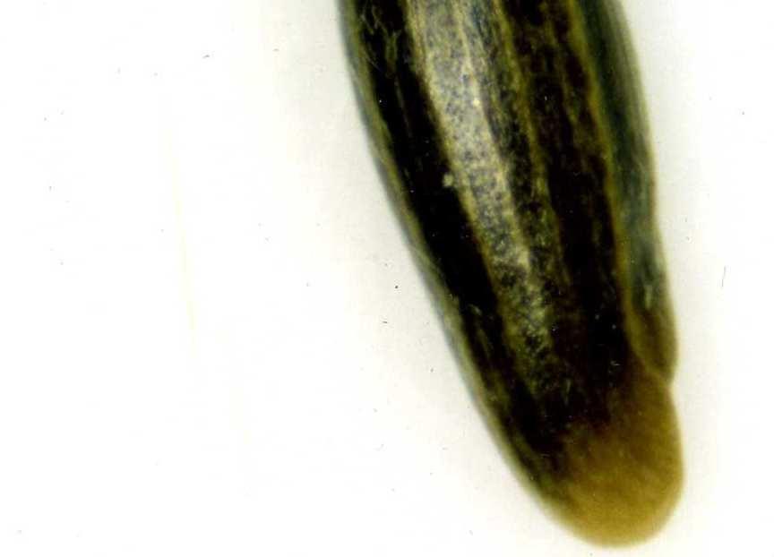 56 A,B,C,D). 1-3 mm. uzunluğunda olup yumuşak tüylüdür.
