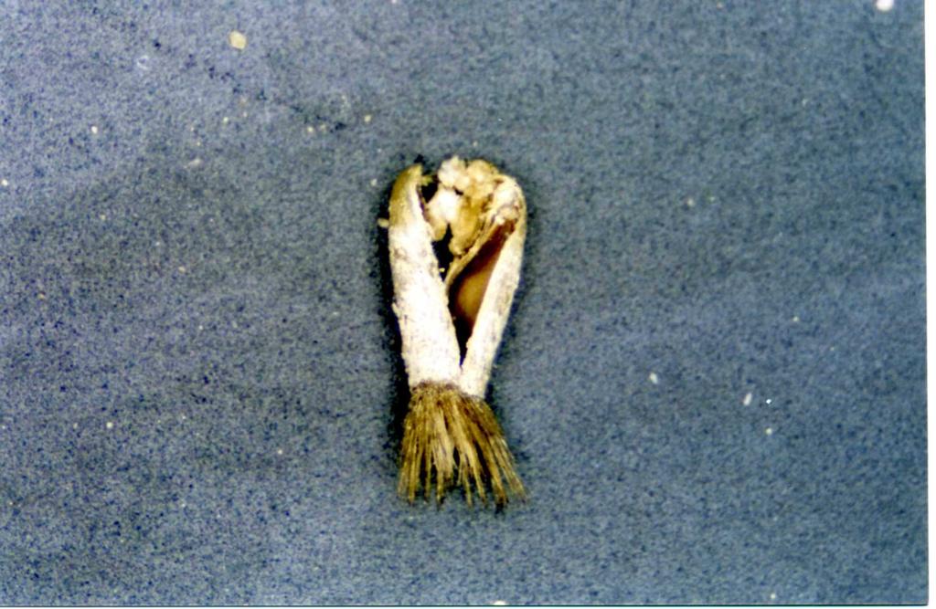 Centauera tchihatcheffii tohumlarında ekim öncesi gerçekleştirilen hemen tüm uygulamalarda ve tohum ekimi yapılan yetiştirme ortamlarının tüm ph derecelerinde, 2005 yılı tohumlarının