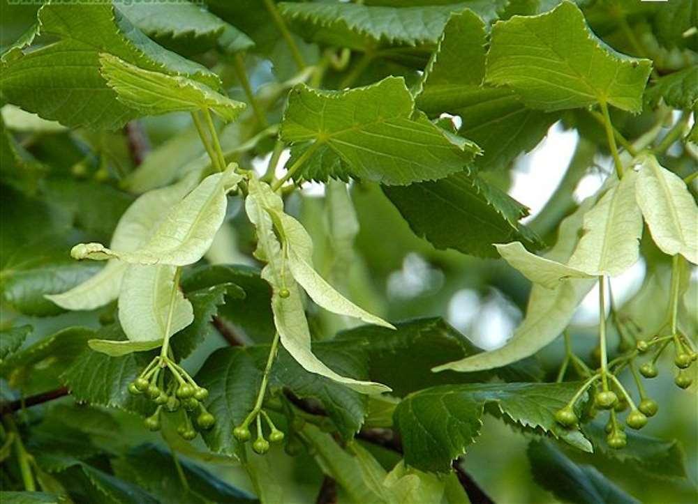 Tilia plathyphyllos