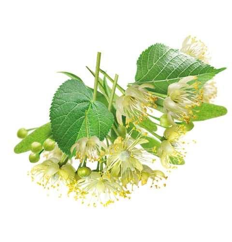 1. Laurocerasus officinalis 2. Salvia officinalis 3. Tilia tomentosa 4. Tilia cordata 5.