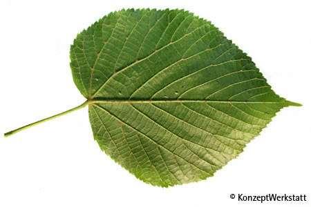 Tilia rubra