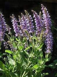 Salvia officinalis (Adaçayı) 1. Herdem yeşil yarı çalı formunda bitkilerdir 2. Çok dallı ve yoğun beyaz renkli tüylüdür. 3. Gövdeleri dört köşelidir. 4.