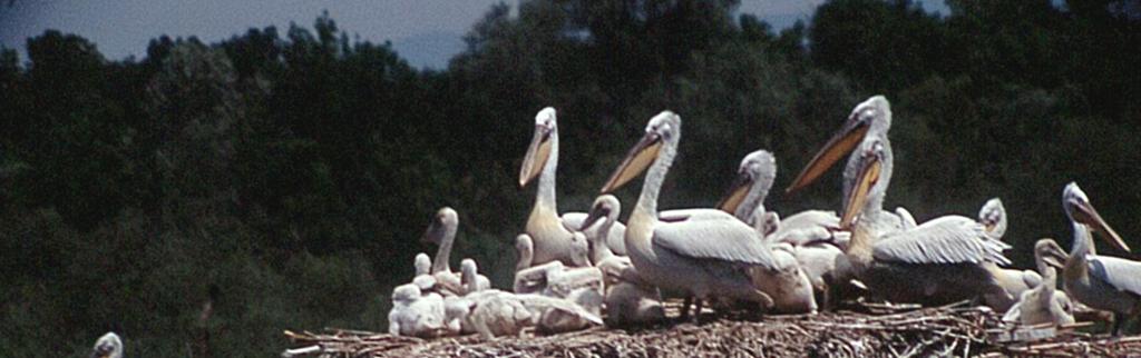 48 çabaları tepeli pelikan topluluklarında artışa neden olmuştur.