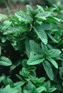 Mentha