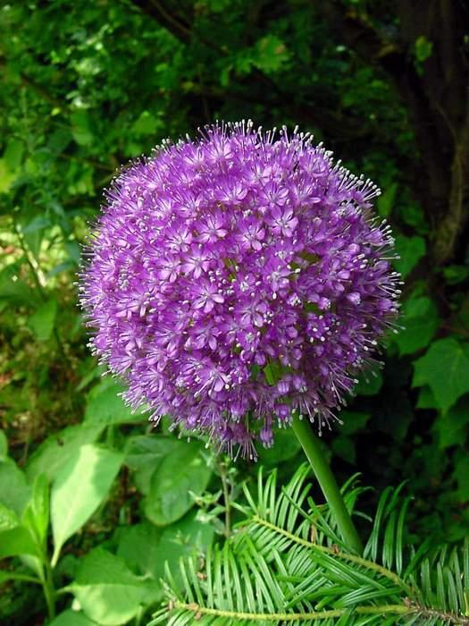 Allium