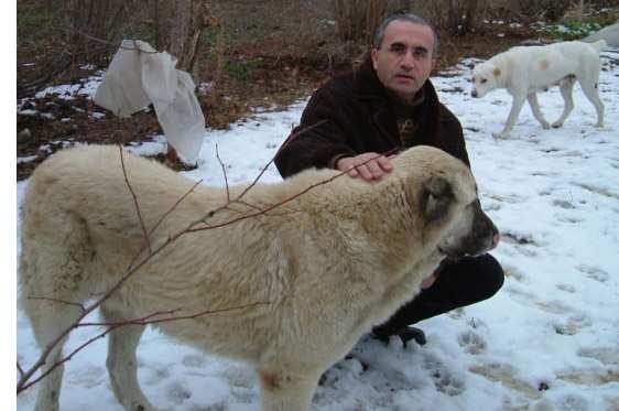 Fotoğraf 1.12 Türkmenistan Aşgabat Şehri yakınlarında Kangal Köpeği görünümlü bir köpek.