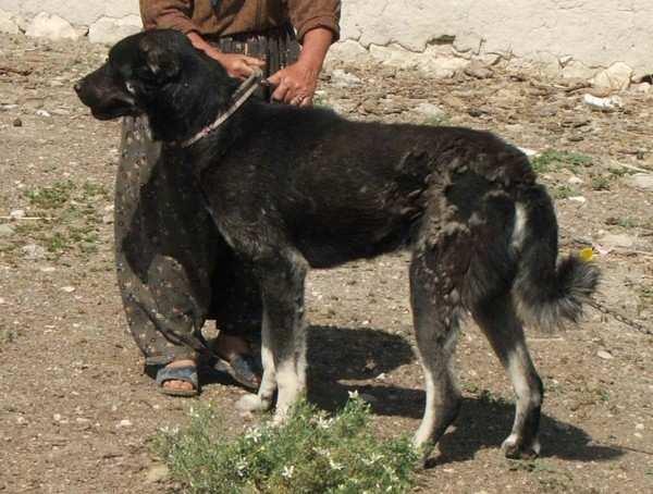 1.6.3 Karaman Köpeği Daha çok Karaman ve civarındaki illerde, Toros Dağlarındaki yerleşimlerde bulunmaktadır. Vücut örtüsü her renkte olabilir (Fotoğraf 1.13 ve 1.14). Baş alacalı bir renge sahiptir.