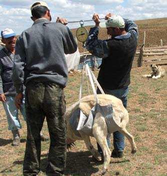 3.2.1 Canlı ağırlığın belirlenmesi Kangal Köpeklerinin ağırlıkları, 100 grama kadar hassas, 60 kg tartabilen kantar ile alınmıştır.