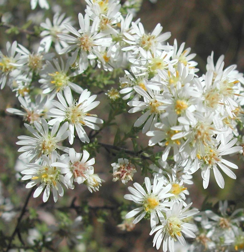 Aster