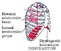 Solunum mekanikleri Akciğerler diyafragma ve interkostal kasların oluşturduğu güçle genişler (inspirasyon) Elastik ve yüzey gerilim güçleriyle eski haline döner (ekspirasyon) Solunum İşi Hava yolu
