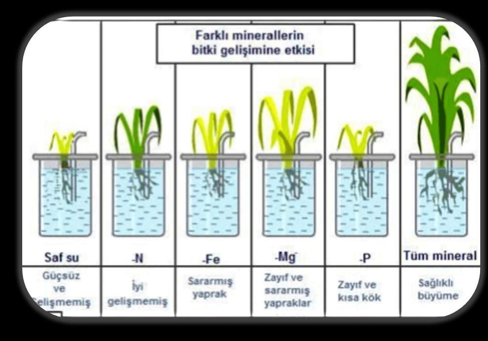 BİTKİLERDE BESLENME Minerallerin eksikliğinde bitkide gelişim bozuklukları görülür. Azot (N): Nükleik asit ve proteinlerin yapısına katılır. Eksikliğinde kahvrengi leke ve sararmalar görülür.