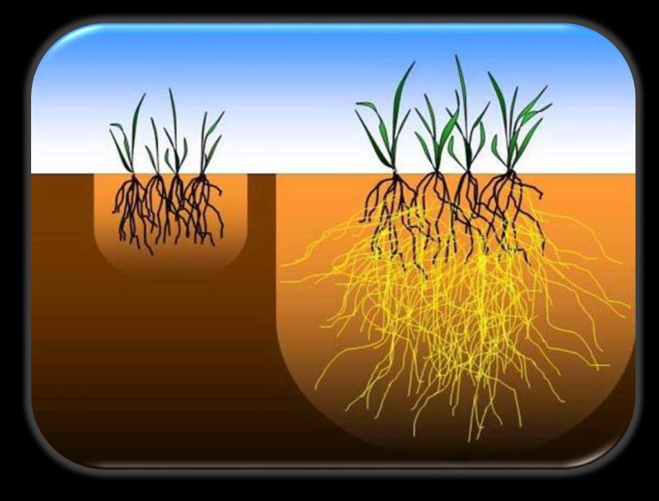 BİTKİLERDE BESLENME Bitkilerde Beslenmeyi Sağlayan Yapılar Nodül: Baklagil köklerinde bulunur. Bu nodüller bitkinin kökünde bulunur. İçinde azot bağlayıcı bakteriler (Rhizobium) vardır.