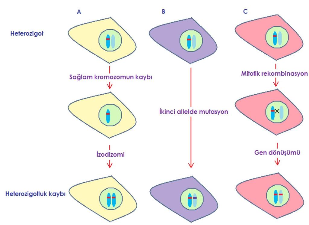 Şekil 1: LOH Mekanizmaları Bekçi (gate-keepers) grubundaki genler, hücre döngüsünde anahtar rol oynayan proteinleri kodlarlar (Tablo 1).