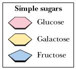 (glukoz+fruktoz), laktoz (glukoz+galaktoz)