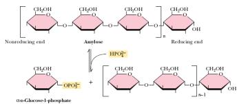 Amilaz enzimleri tarafından yıkılırlar, Glukoz fosfat ünitelerini nişasta fosforilaz enzimi koparır Ancak dallanma noktaları ancak α-1,6-glukozidaz enzimi tarafından koparılabilir.