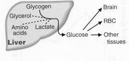 karbonhidrat alınması 2) Glikojenoliz; glikojenin