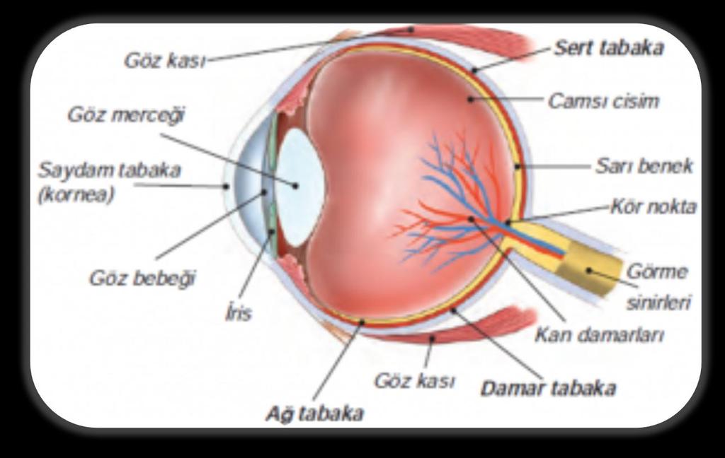 GÖRME DUYUSU VE GÖZ Vücudumuzdaki görme duyusu göz organında bulunur. Vücudumuzda göz içerisinde; Reseptör Mercek Sinirler görmeyi sağlayan yapılardır.