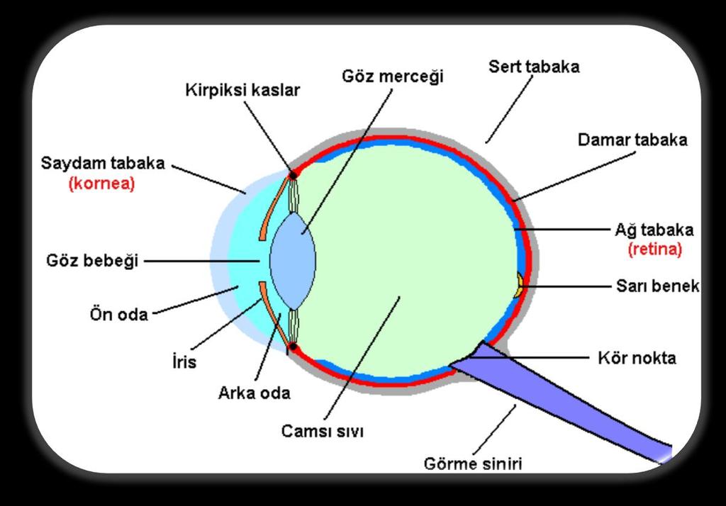 2) DAMAR TABAKA (KOROİD) Damar tabaka iris etrafında kalınlaşarak kirpiksi cismi oluşturur.
