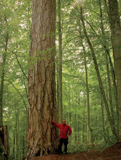 Karadeniz Ormanları