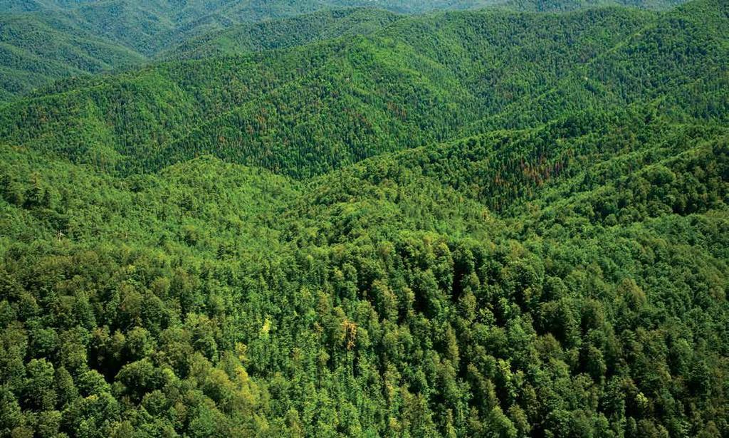 Karadeniz Ormanları