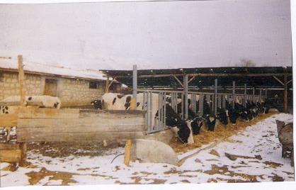Kastamonu İlinde Sığır Yetiştiriciliğinin TÜZEMEN N., 1(2):33-51, 2015 Sığırın biyolojik özellikleri rasyonda kaliteli kaba yemlerin yer almasını gerektirmektedir.