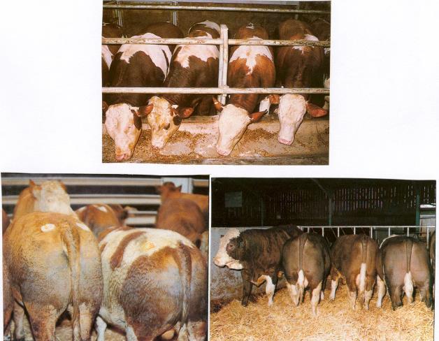 Barınak ve barındırma ile ilgili sorunlar ve çözüm önerileri Ülkemizde ve özellikle Kastamonu yöresinde sığır yetiştiriciliği genellikle kapalı ahırlarda yapılmaktadır.