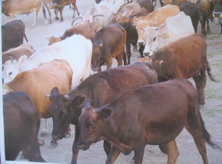 Kastamonu İlinde Sığır Yetiştiriciliğinin TÜZEMEN N., 1(