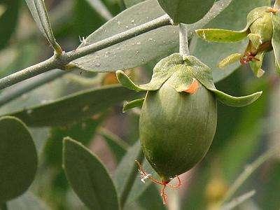 5. Jojoba (Simmondsia chinensis) Çok eski zamanlarda dini törenlerde kullanılmak üzere parfüm ve boya yapımında jojoba yağından