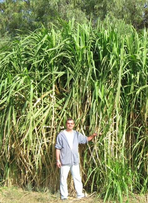 9. Dev kralotu (Pennisetum hybridum) Tropik Afrika orijinli ve buğdaygiller (Gramineae) familyasının bir üyesi olan dev kralotunun