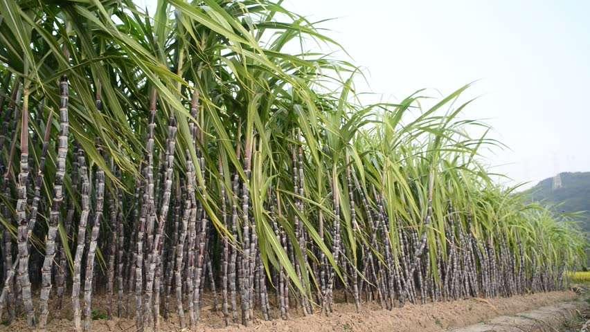 2. Şeker kamışı (Saccharum officinarum) Buğdaygiller familyasının bir üyesi olan şeker kamışı çok yıllıktır ve fizyolojik olarak C4 bitkileri gurubunda yer almaktadır.