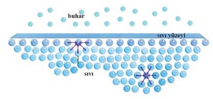 2. Sıvıların Bazı Özellikleri: Yüzey Gerilimi: Sıvının içerisindeki her bir molekül, komşu moleküllerce eşit, fakat zıt yönlerde çekildikleri için, bu moleküllerin