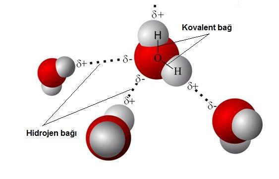 Hidrojen Bağı: Bir molekülde oksijen, azot veya flor