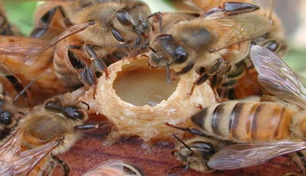 Ana arı feromon adı verilen kokular salgılayarak işçi arıları etrafına çeker, kolonide birliği ve düzeni sağlar.