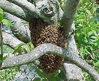 Bal Arılarında oğul vermenin engellenmesi Kovanın ballık yada çerçeve ekleyerek koloninin sığabileceği kadar genişletilmesi.