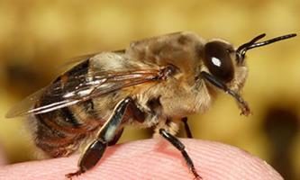 İlkbahar ve yaz başlarında meydana gelen işçi arılar 35-40 gün kadar