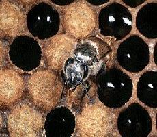 İŞÇİ ARILARIN KOVAN İÇİ GÖREVLERİ Petek gözünden çıkan işçi arılar yaşamlarının ilk üç gününü kendisini, petek gözünü