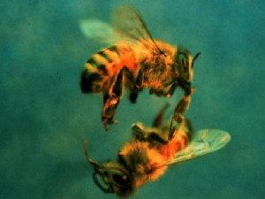 Ölen arıları yeni doğan yavruların gözlerden çıkarken bıraktıkları kalıntıları kısaca kovanda olmaması gereken her şey dışarı atılır. Bu arada unutmayınız ki hiçbir arı asla yuvasına pislemez.