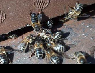 Kovanı Savunan İşçi Arılar Yaban bal arısının en büyük düşmanıdır. Yağmacı ve arı katilidir. Bal arılarının ölüsünü de dirisini de affetmez.