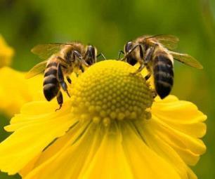 KOKUYLA HABERLEŞME Kovanın çok yakınındaki besinler işçi arının üzerinde bulunur. Bu besin kokusu arkadaşlarına koklatılır.