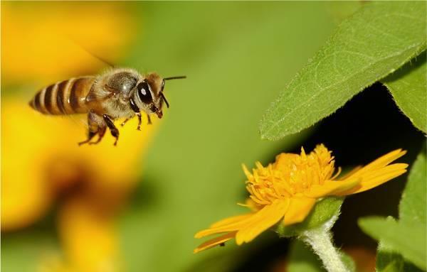 Bal arıları gelişme, büyüme, bakım işleri ve kuluçka üretimi amacıyla karbonhidrat, protein, yağ, mineraller, vitaminler ve suya ihtiyaç duymaktadırlar.