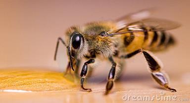 MİNARELLER Arılar mineral ihtiyaçlarını polen, nektar ve sudan karşılarlar Polen yaklaşık olarak %2,9-8,3 oranında mineral