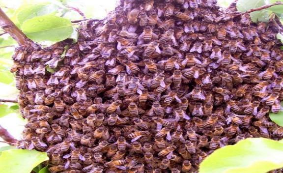 Güçlü Kolonide Düşük Verim Kovanda bol miktarda yavru olduğu durumda, ergin arılar