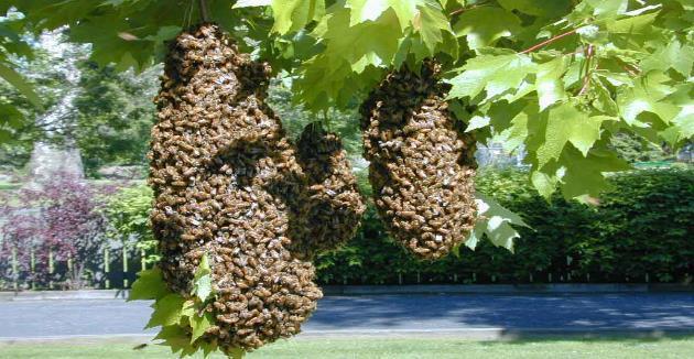 Koloni oğul vermeye devam edecekse birinci oğul dışındaki oğullar, genç ana arılarla çıkarlar.