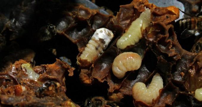 Larva eğer tek bir cinsiyete ait miseller ile kaplanmışsa mumyalar beyaz renktedir.