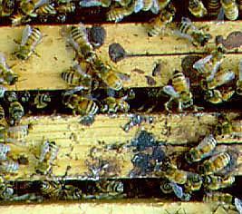 HASTALIĞIN BELİRTİLERİ 1) Ergin arılarda görülür.