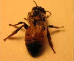 Kovanda hasta arılar çerçevenin üst kısmında toplanırlar Sıcak ve kurak havada hastalığın şiddeti artar.