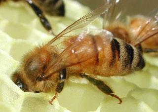 Ayrıca arıların vücudu sık