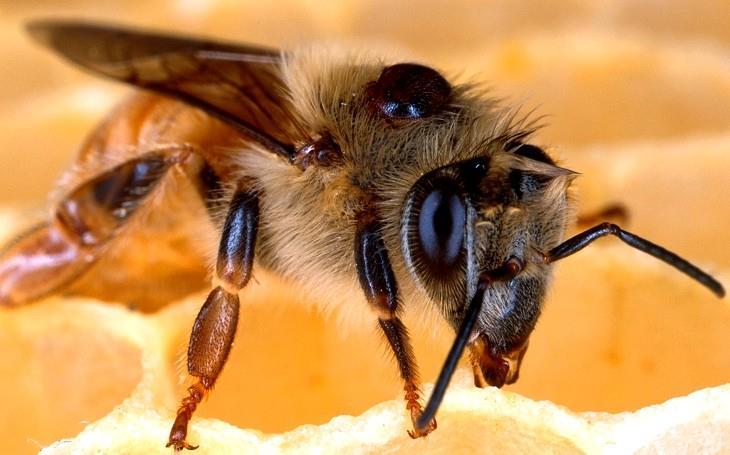 Ergin varroalar; arı ve yavruların