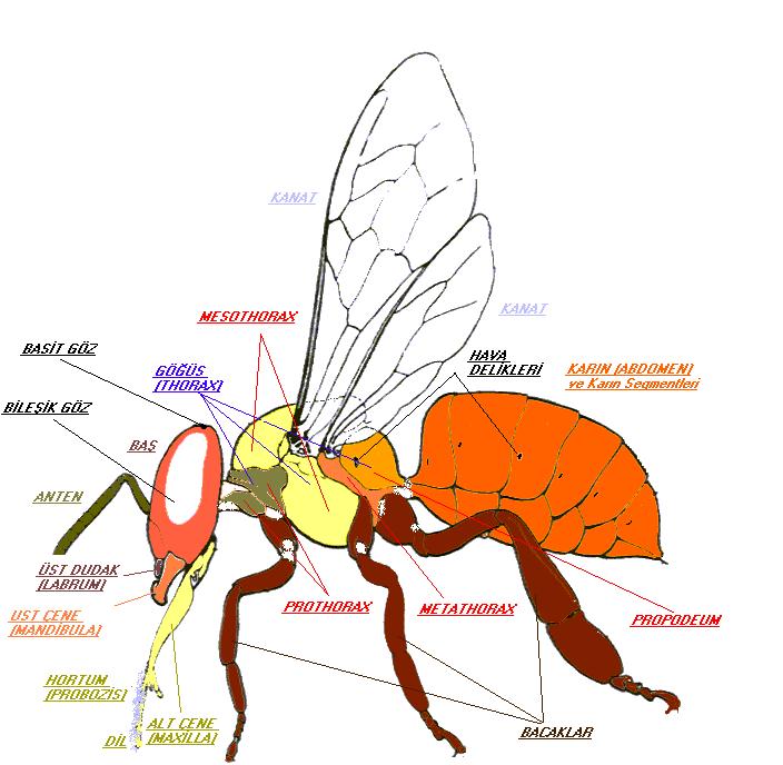 İşçi arılar üst çenelerini polen toplama, mum işleme ve bir maddeyi tutmada kullanır.