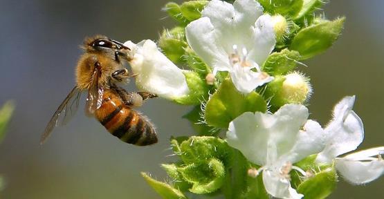 Bal arılarının ülke ekonomisine asıl katkısı doğal ve tarımı yapılan bitkilerde